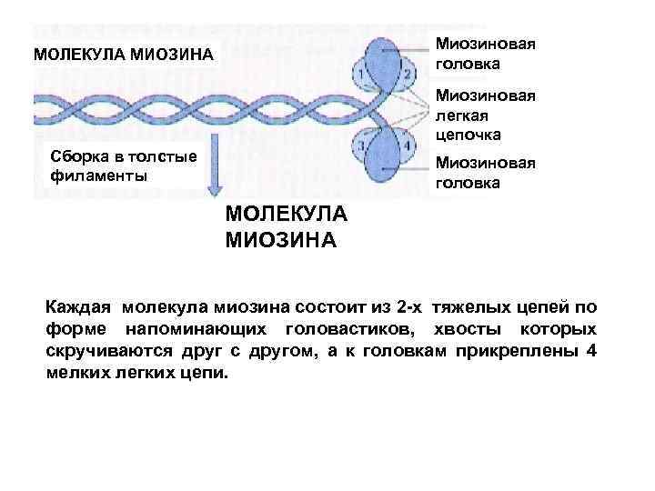 Белок миозин 2. Строение белка миозина. Миозиновый филамент строение. Миозин структура белка. Миозин четвертичная структура.