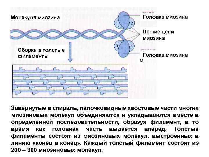 Белок миозин. Миозиновый филамент строение. Строение Толстого миозинового филамента. Строение миозинового филамента биохимия. Структура молекулы миозина.