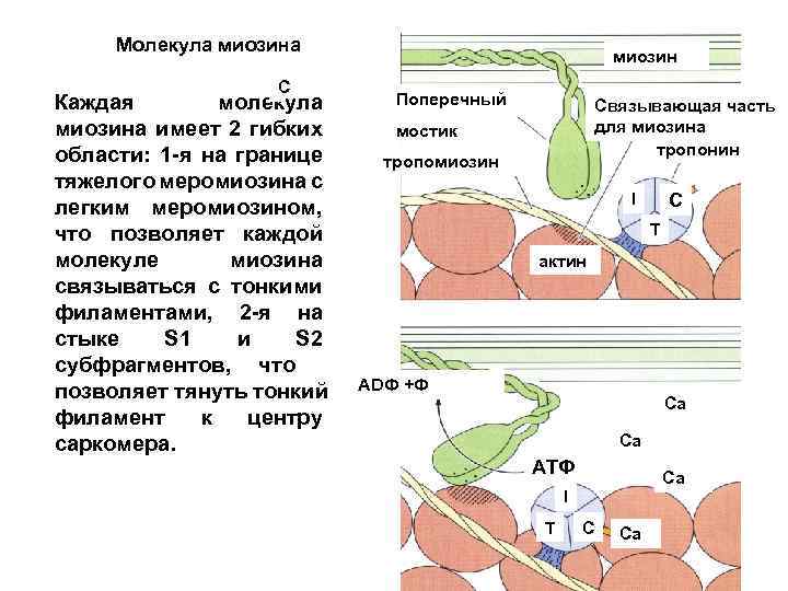 Синтез миозина