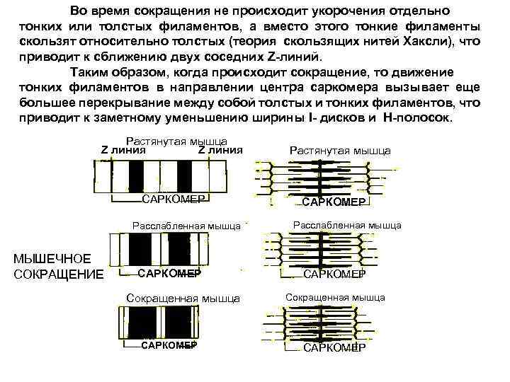 Во время сокращения не происходит укорочения отдельно тонких или толстых филаментов, а вместо этого