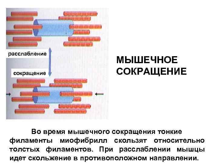 расслабление сокращение МЫШЕЧНОЕ СОКРАЩЕНИЕ Во время мышечного сокращения тонкие филаменты миофибрилл скользят относительно толстых