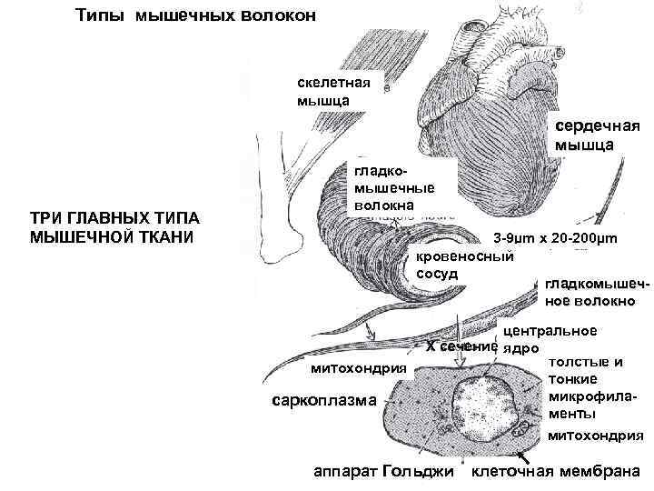 Мышечное волокно гистология схема. Функциональное сердечное мышечное волокно гистология. Типы мышечных волокон гистология. ЛК-мышца Тип волокон. Лк мышца