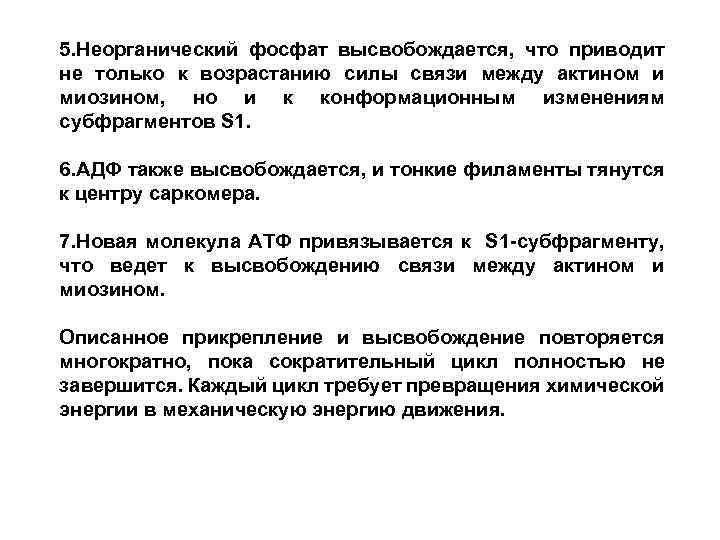 5. Неорганический фосфат высвобождается, что приводит не только к возрастанию силы связи между актином