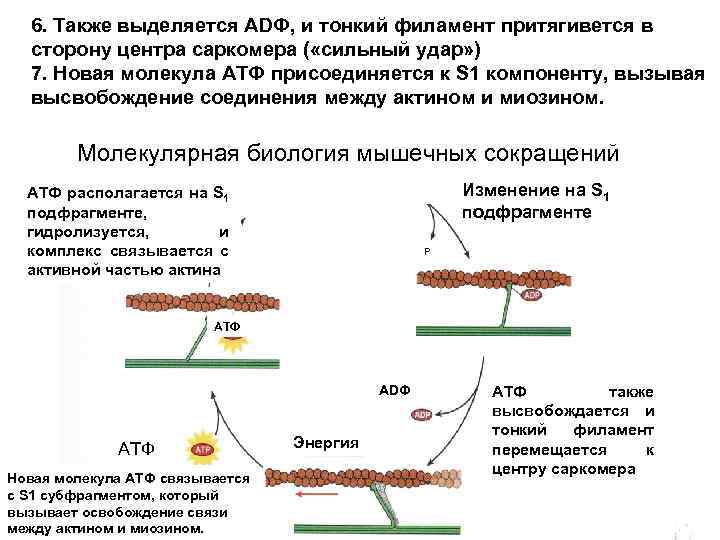 Также выделяется. Механизм мышечного сокращения гистология. Механизм сокращения мышечного волокна гистология. Мышечное сокращение гистология. Механизм сокращения мышц гистология.