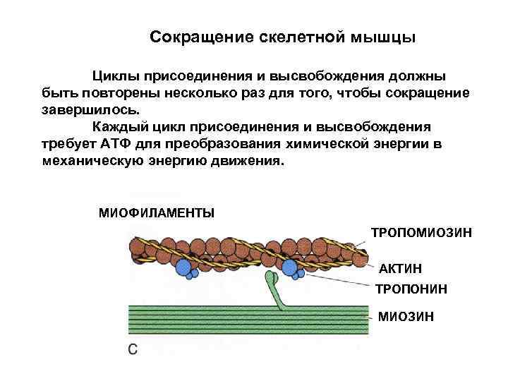 Схема сокращения мышцы