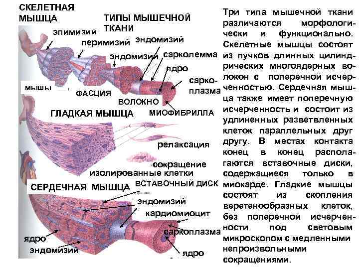 Скелетная мышца состоит из. Лекции по гистологии мышечные ткани. Скелетные ткани гистология. Строение скелетного мышечного волокна гистология. Мышечная ткань гистология таблица.