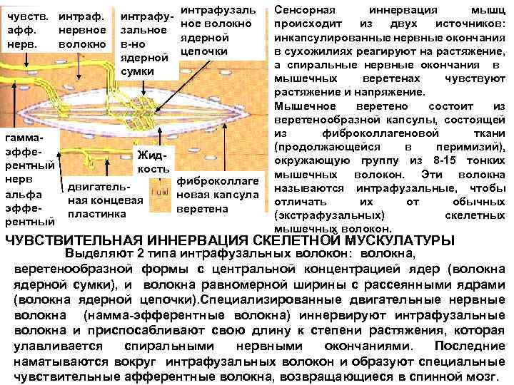 чувств. интраф. афф. нервное нерв. волокно гаммаэфферентный нерв альфа эфферентный интрафузаль интрафуное волокно зальное