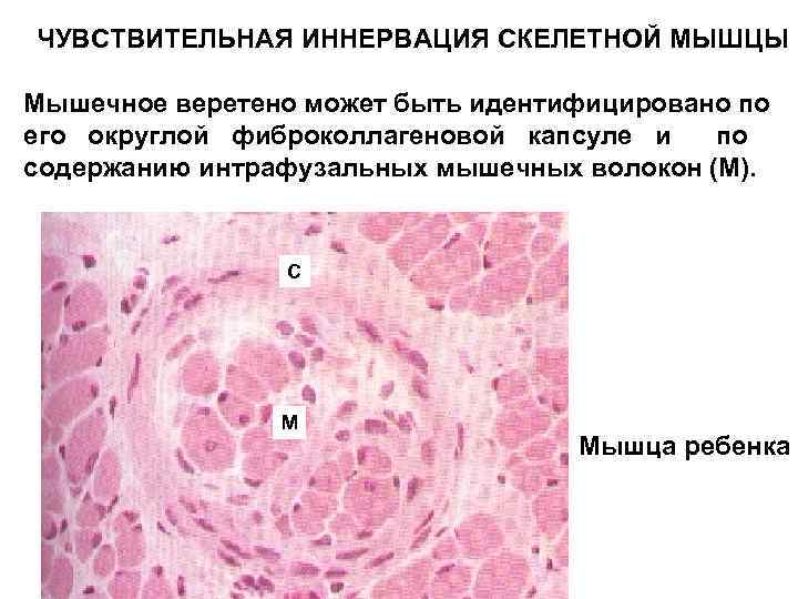ЧУВСТВИТЕЛЬНАЯ ИННЕРВАЦИЯ СКЕЛЕТНОЙ МЫШЦЫ Мышечное веретено может быть идентифицировано по его округлой фиброколлагеновой капсуле