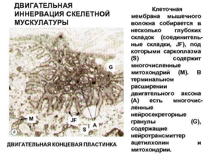 ДВИГАТЕЛЬНАЯ ИННЕРВАЦИЯ СКЕЛЕТНОЙ МУСКУЛАТУРЫ G M JF S A ДВИГАТЕЛЬНАЯ КОНЦЕВАЯ ПЛАСТИНКА Клеточная мембрана