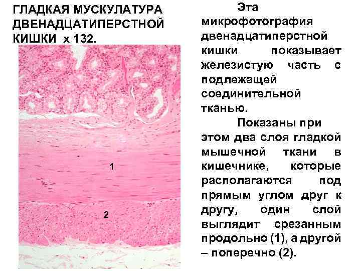 Мышечный слой стенки кишечника ткань