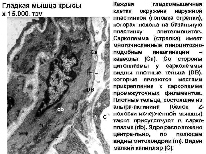 Гладкая мышца крысы x 15. 000. ТЭМ Ca N DB db C m Каждая