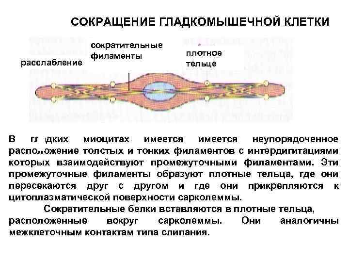 СОКРАЩЕНИЕ ГЛАДКОМЫШЕЧНОЙ КЛЕТКИ расслабление сократительные филаменты плотное тельце В гладких миоцитах имеется неупорядоченное расположение