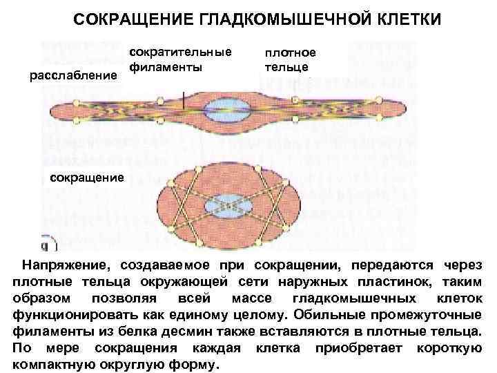 Схема гладкомышечной клетки