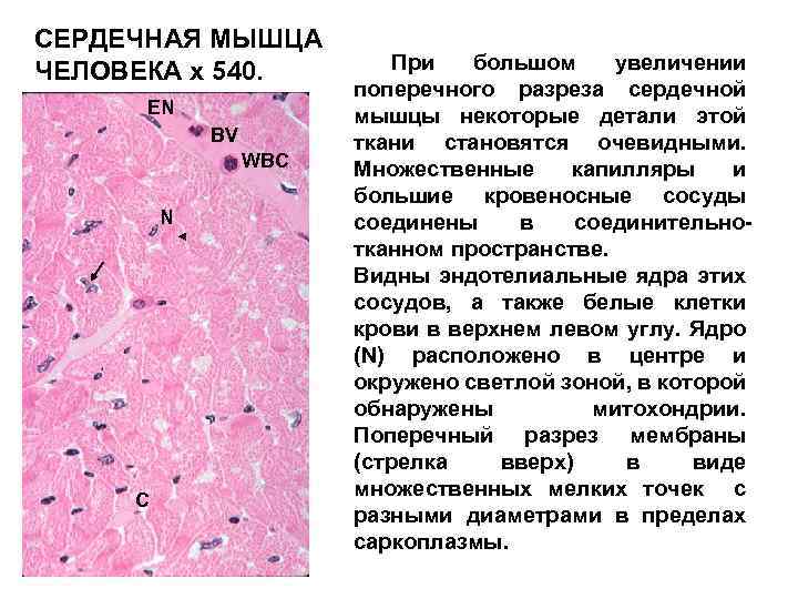 СЕРДЕЧНАЯ МЫШЦА ЧЕЛОВЕКА x 540. EN BV WBC N C При большом увеличении поперечного