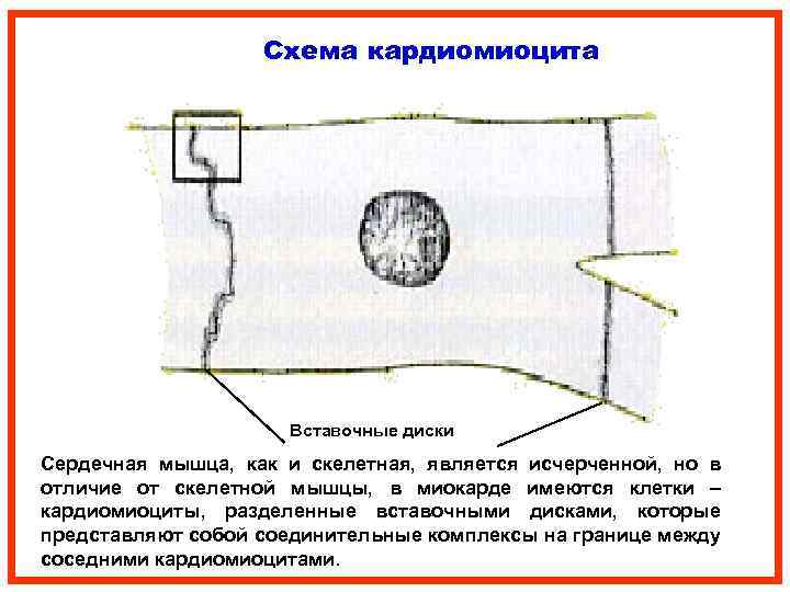  Схема кардиомиоцита Вставочные диски Сердечная мышца, как и скелетная, является исчерченной, но в