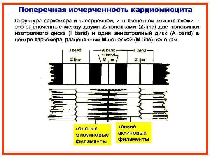 Поперечная исчерченность кардиомиоцита Структура саркомера и в сердечной, и в скелетной мышце схожи –