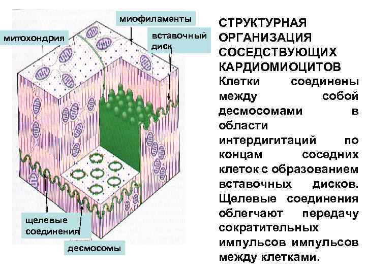 Схема соединения кардиомиоцитов вставочного диска