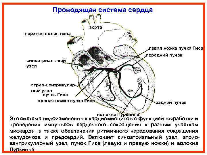 Верхняя полая вена гистология рисунок - 81 фото