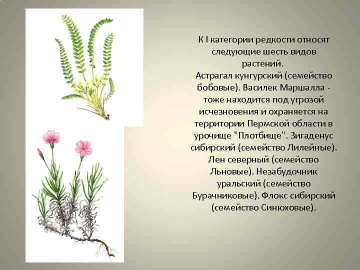 К I категории редкости относят следующие шесть видов растений. Астрагал кунгурский (семейство бобовые). Василек