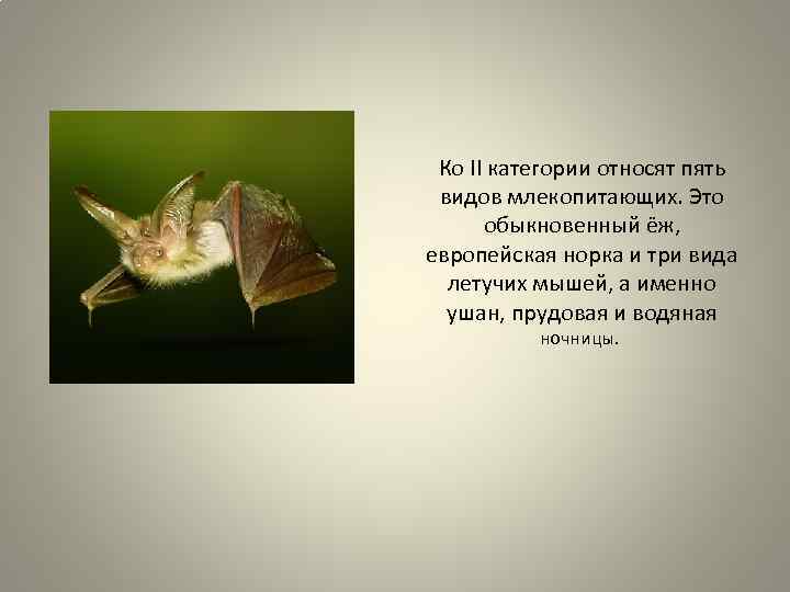 Ко II категории относят пять видов млекопитающих. Это обыкновенный ёж, европейская норка и три