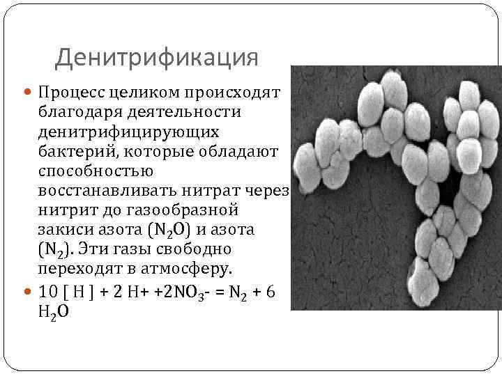 Денитрификация Процесс целиком происходят благодаря деятельности денитрифицирующих бактерий, которые обладают способностью восстанавливать нитрат через