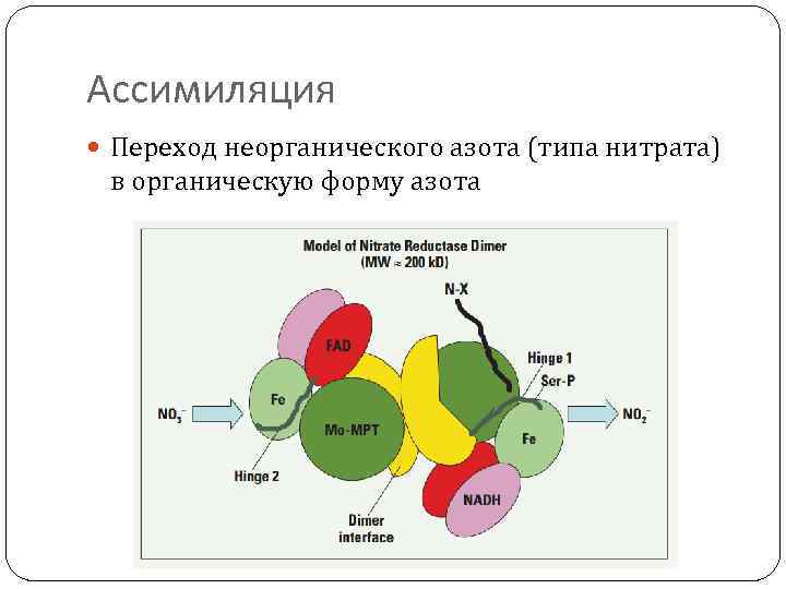Ассимиляция Переход неорганического азота (типа нитрата) в органическую форму азота 