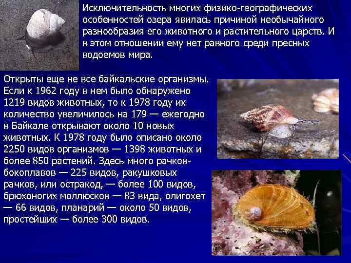 Исключительность многих физико-географических особенностей озера явилась причиной необычайного разнообразия его животного и растительного царств.