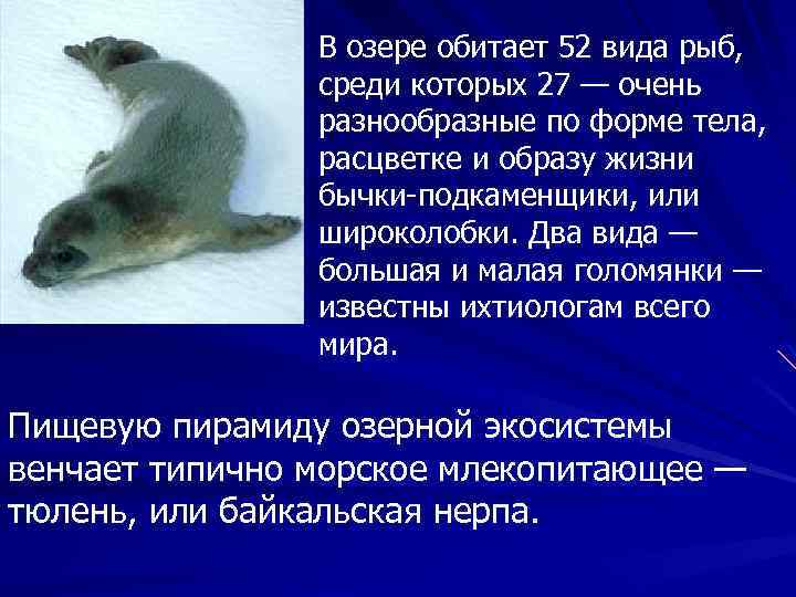 В озере обитает 52 вида рыб, среди которых 27 — очень разнообразные по форме