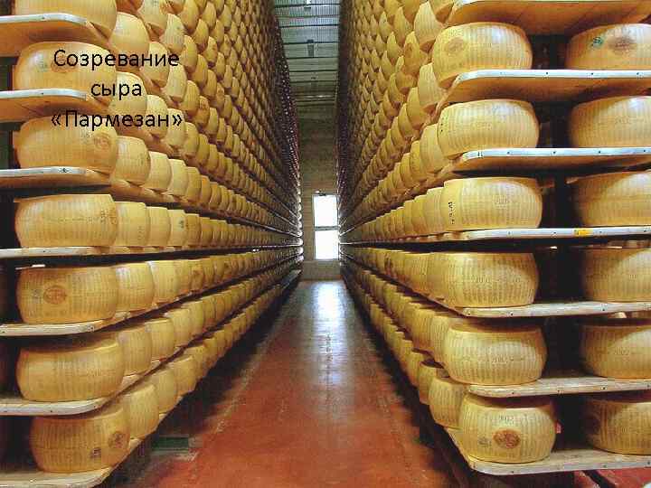 Созревание сыра «Пармезан» 