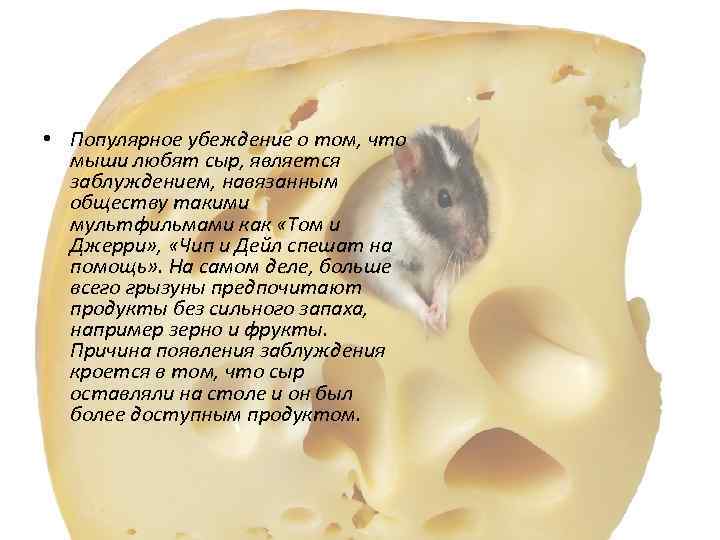  • Популярное убеждение о том, что мыши любят сыр, является заблуждением, навязанным обществу