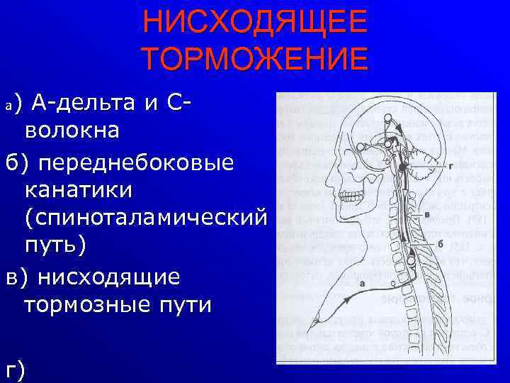 НИСХОДЯЩЕЕ ТОРМОЖЕНИЕ ) А-дельта и Сволокна б) переднебоковые канатики (спиноталамический путь) в) нисходящие тормозные