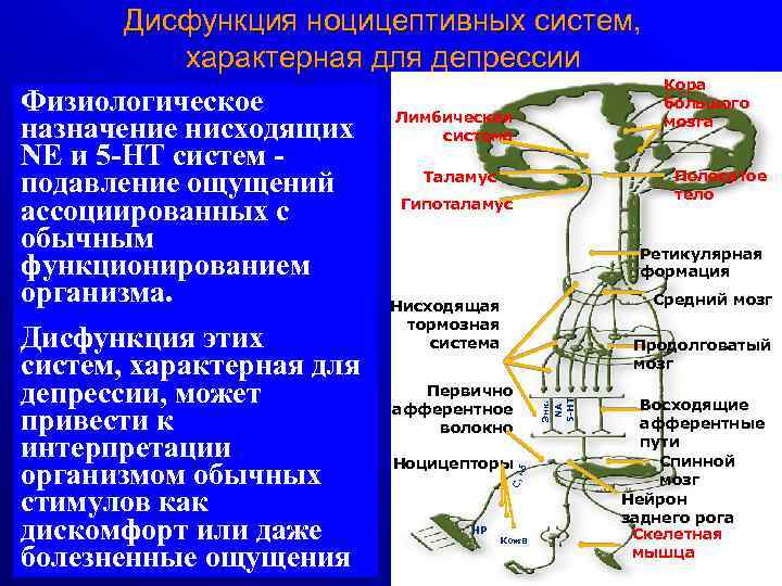 Дисфункция ноцицептивных систем, характерная для депрессии Кора большого Физиологическое Лимбическая мозга назначение нисходящих система