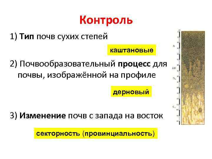 Условия почвообразования почв. Сухие степи Тип почвы. Каштановые почвы и почвы сухих степей. Почвообразовательные процессы каштановых почв. Почвенный профиль сухих степей.