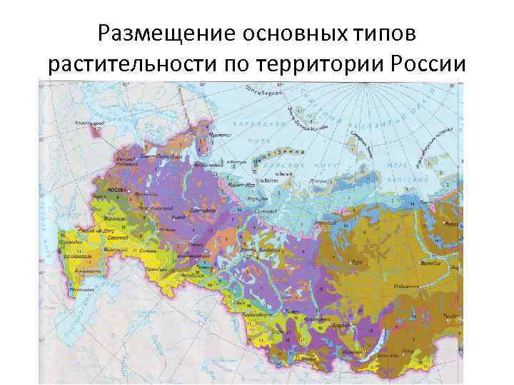 Размещение основных типов растительности по территории России 