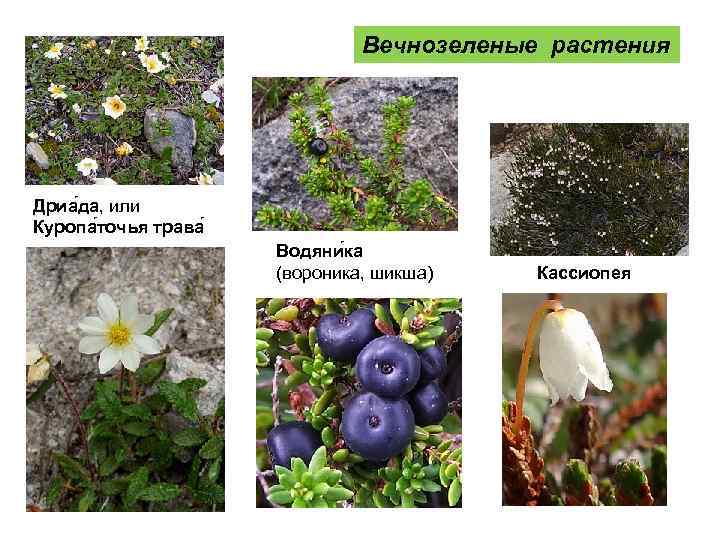 Вечнозеленые растения Дриа да, или Куропа точья трава Водяни ка (вороника, шикша) Кассиопея 