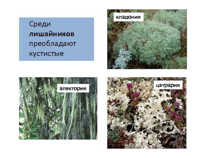 Среди лишайников преобладают кустистые алектория кладония цетрария 