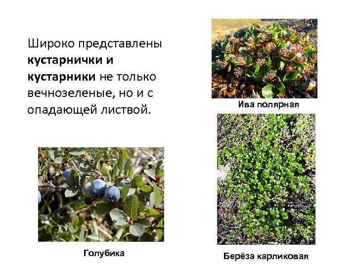 Широко представлены кустарнички и кустарники не только вечнозеленые, но и с опадающей листвой. Голубика