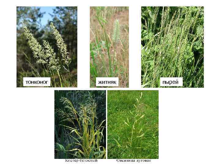 тонконог житняк пырей 