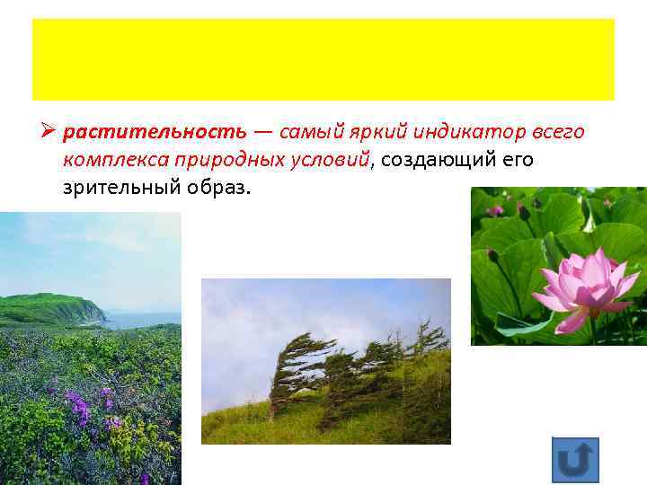 Ø растительность — самый яркий индикатор всего комплекса природных условий, создающий его зрительный образ.