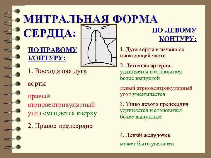 МИТРАЛЬНАЯ ФОРМА ПО ЛЕВОМУ СЕРДЦА: КОНТУРУ: ПО ПРАВОМУ КОНТУРУ: 1. Дуга аорты и начало