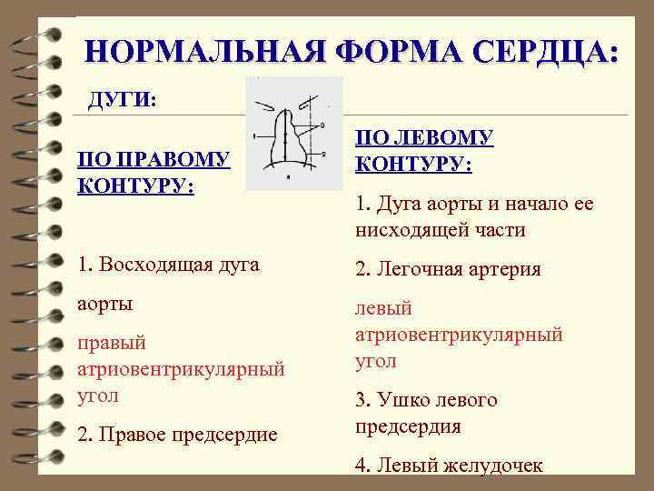 НОРМАЛЬНАЯ ФОРМА СЕРДЦА: ДУГИ: ПО ПРАВОМУ КОНТУРУ: ПО ЛЕВОМУ КОНТУРУ: 1. Дуга аорты и