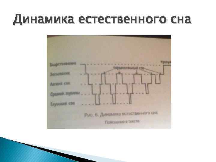 Динамика естественного сна 