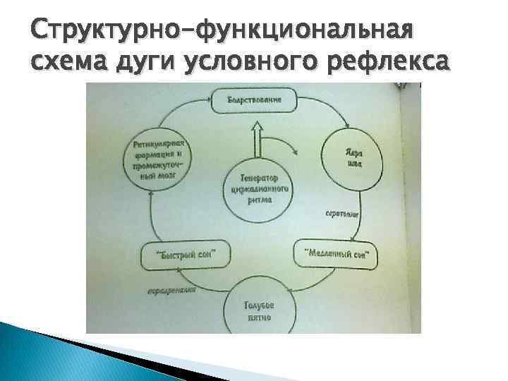 Структурно функциональная схема условного рефлекса