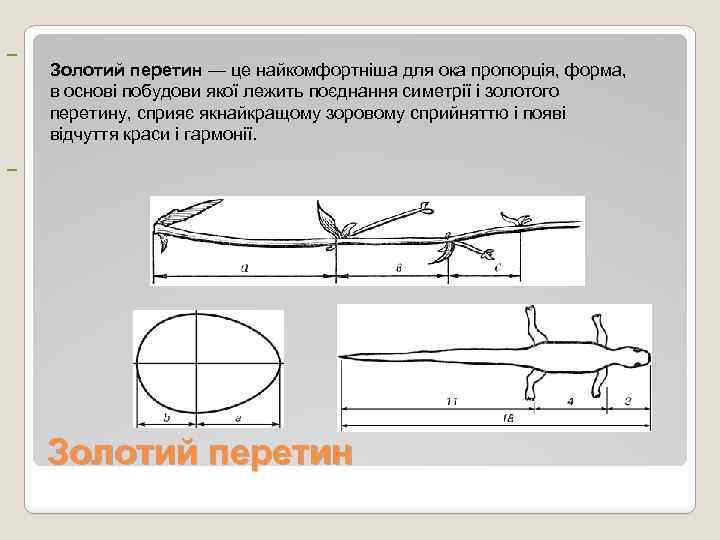  Золотий перетин — це найкомфортніша для ока пропорція, форма, в основі побудови якої