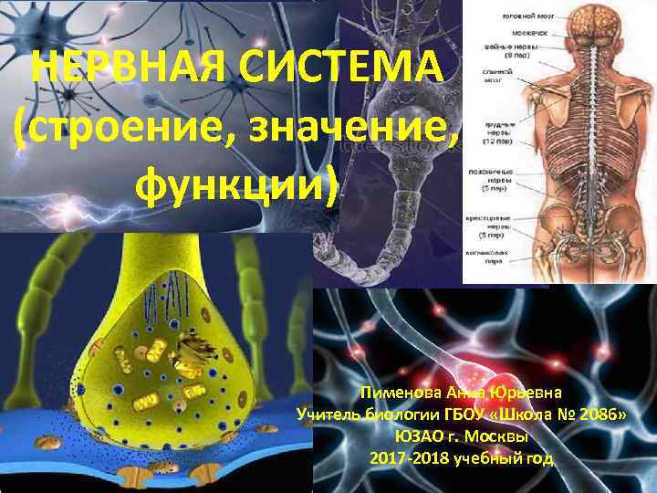 НЕРВНАЯ СИСТЕМА (строение, значение, функции) Пименова Анна Юрьевна Учитель биологии ГБОУ «Школа № 2086»