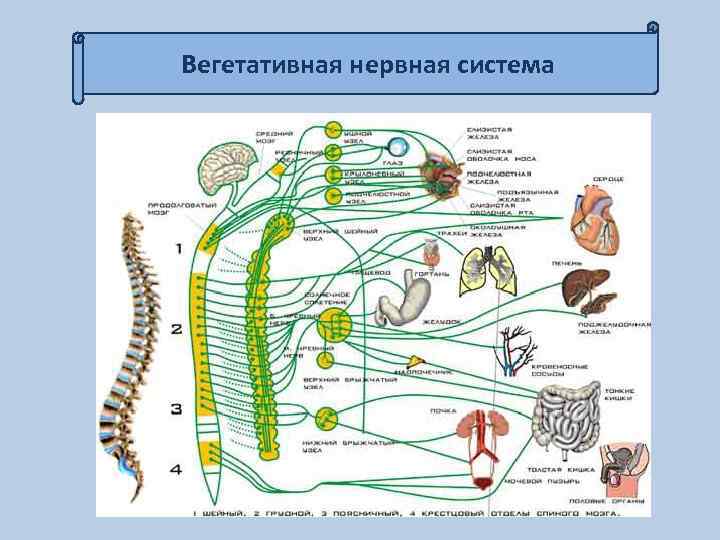 Вегетативная нервная система 