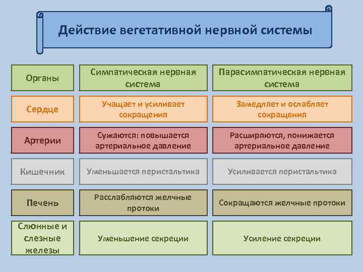 Действие вегетативной нервной системы Органы Симпатическая нервная система Парасимпатическая нервная система Сердце Учащает и