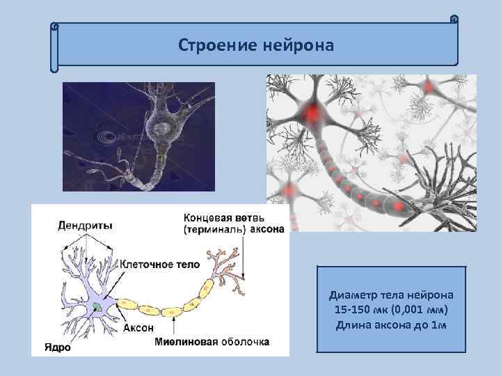 Строение нейрона Диаметр тела нейрона 15 -150 мк (0, 001 мм) Длина аксона до