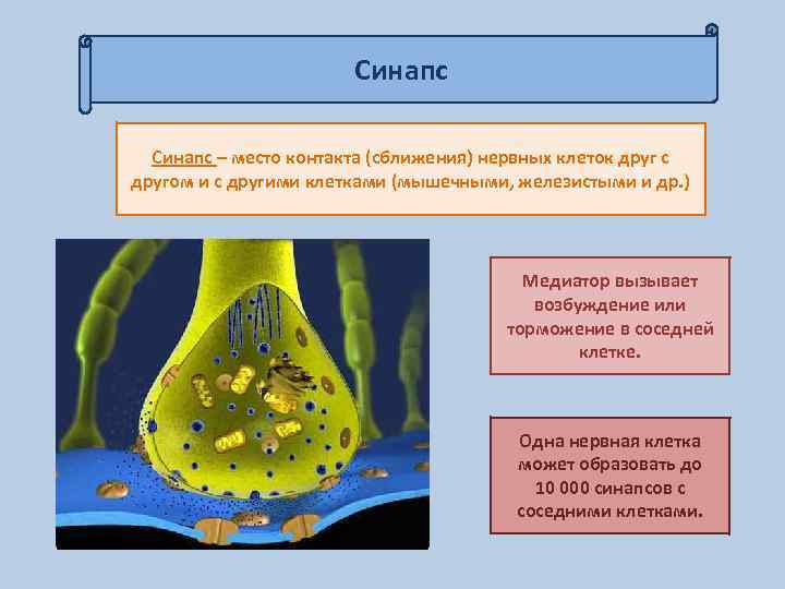 Синапс – место контакта (сближения) нервных клеток друг с другом и с другими клетками