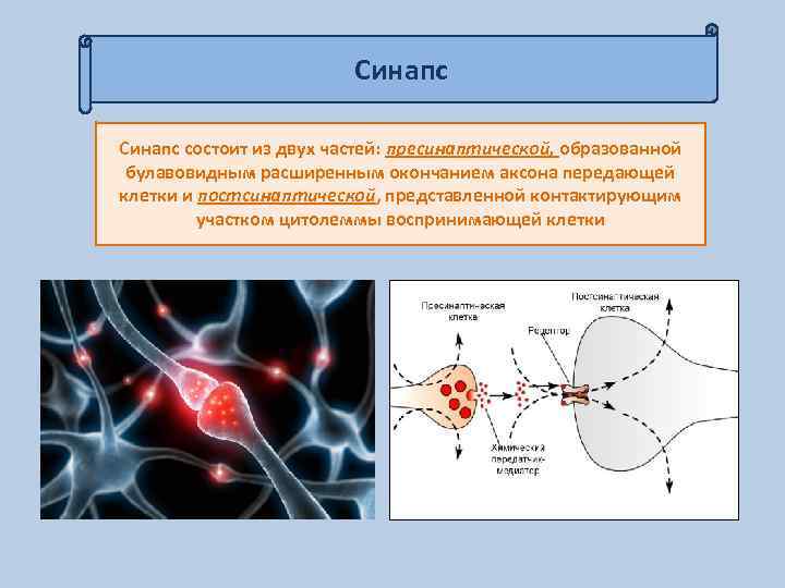 Синапс состоит из двух частей: пресинаптической, образованной булавовидным расширенным окончанием аксона передающей клетки и